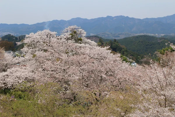Yoshino cherry blossoms — Stock Photo, Image