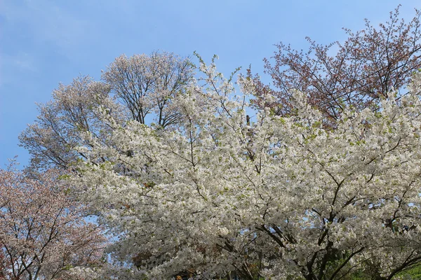Jošino Třešňové květy — Stock fotografie