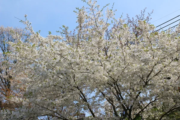 Yoshino fleurs de cerisier — Photo