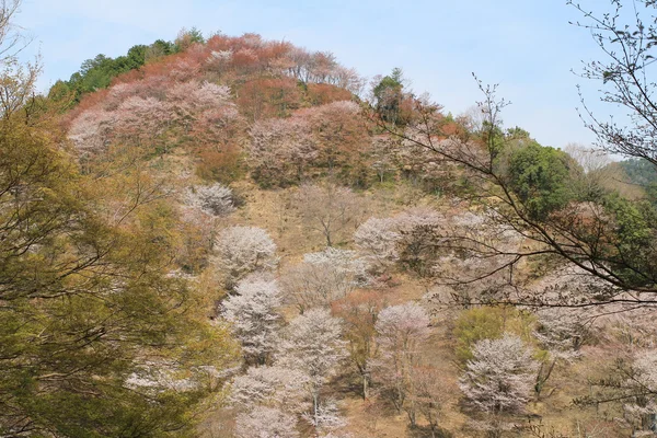 Yoshino cherry blossoms — Stockfoto