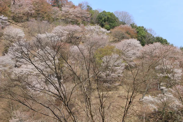 Yoshino wiśniowe kwiaty — Zdjęcie stockowe