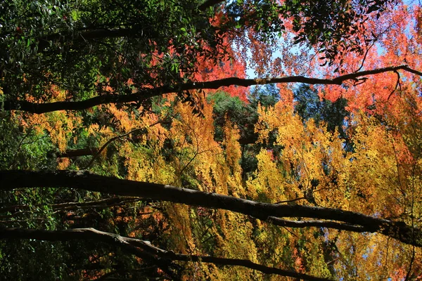 Cascade Minoh en automne, Osaka, Japon — Photo