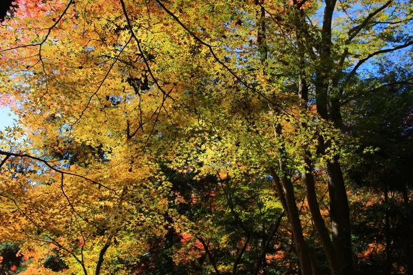 Fondo colorido de hojas de arce en otoño, Osaka Japón — Foto de Stock