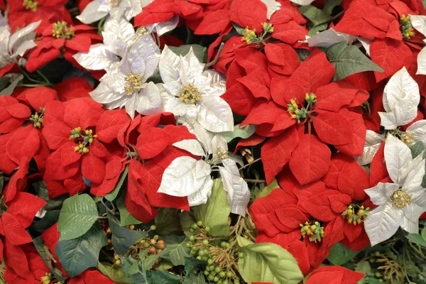 Цветок рождественской пуансеттии — стоковое фото