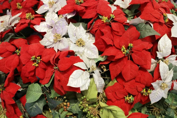 クリスマス ポインセチアの花 — ストック写真