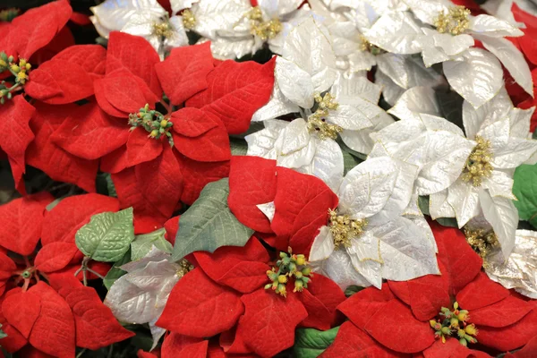 Christmas poinsettia flower — Stock Photo, Image