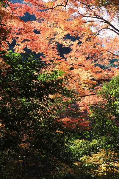 Cascada de Minoh en otoño, Osaka, Japón —  Fotos de Stock