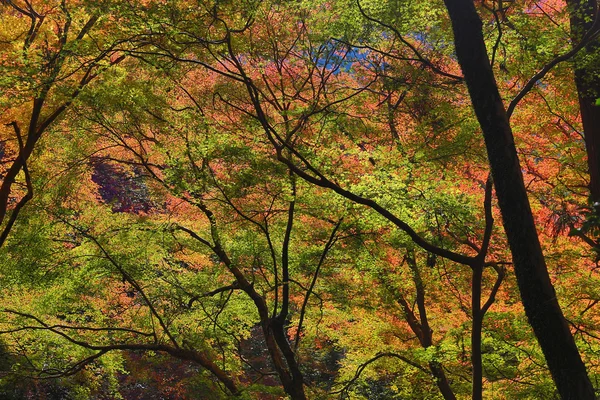 Färgglada maple leaf bakgrund i höst, Osaka Japan — Stockfoto