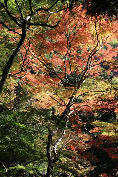 Minoh vattenfall under hösten, Osaka, Japan — Stockfoto