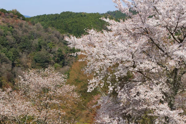 Yoshino cherry blossoms — Stockfoto