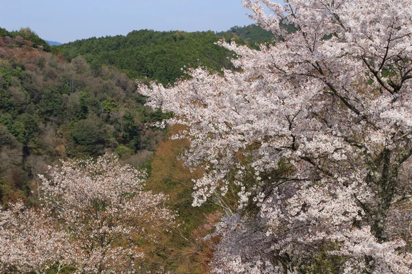 Yoshino cherry blossoms — Stock Photo, Image