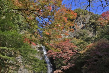 Bir şelale ile Japon maples Osaka.