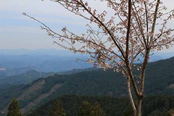 Vista da floresta — Fotografia de Stock