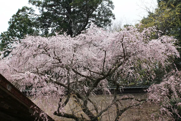 La Primavera che fiorisce fiori ciliegio di ramo — Foto Stock