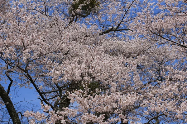 Yoshino-Kirschblüten — Stockfoto