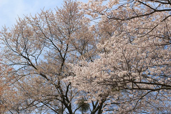 Yoshino вишневе цвітіння — стокове фото