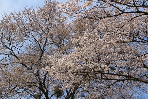 Santuario Yoshino Mikumari, Yoshinoyama, Nara , — Foto de Stock