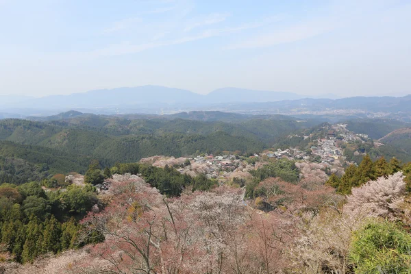 Τα άνθη κερασιών Yoshino — Φωτογραφία Αρχείου