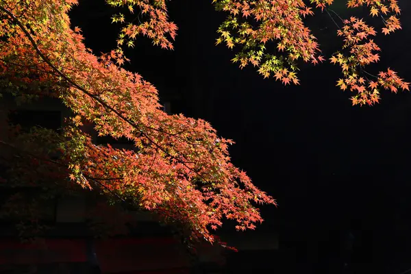 Fondo colorido de hojas de arce en otoño, Osaka Japón — Foto de Stock