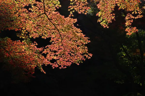 Minoh καταρράκτη, το φθινόπωρο, Οσάκα, Ιαπωνία — Φωτογραφία Αρχείου