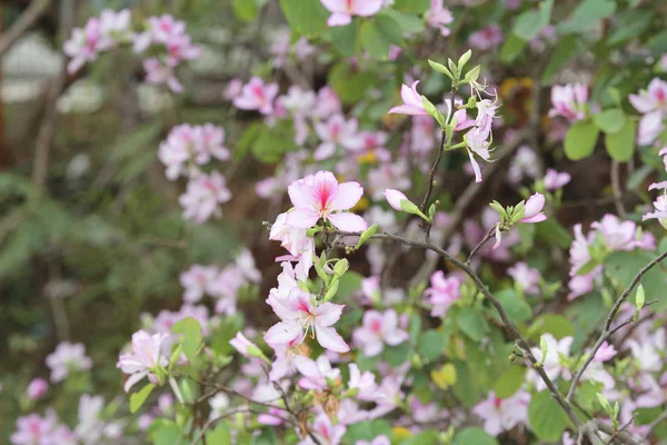 Açılış bauhinia — Stok fotoğraf