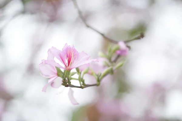 L'ouverture bauhinia — Photo