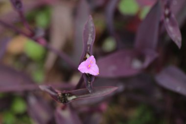 Doğa arka plan bitki