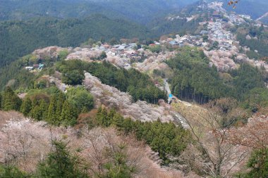 Yoshino Mikumari Tapınak, Yoshinoyama, Nara, Japonya