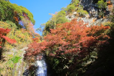 Bir şelale ile Japon maples Osaka.