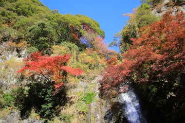 Minoh şelale Güz, Osaka, Japonya