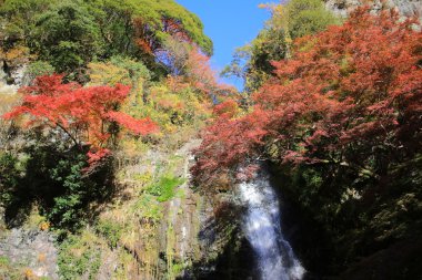 Minoh şelale Güz, Osaka, Japonya