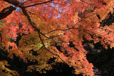 Minoh şelale Güz, Osaka, Japonya