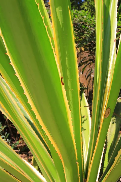 Den gröna växten av naturen tillbaka marken — Stockfoto