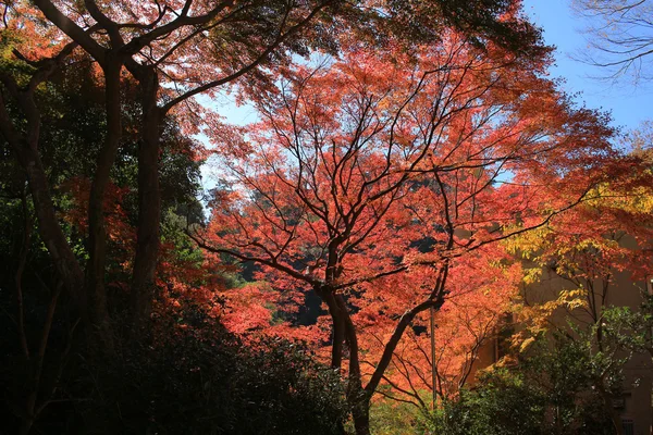 Tło klon kolorowy liść jesienią, Osaka, Japonia — Zdjęcie stockowe