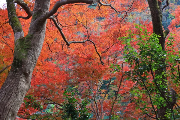 Foglie di autunno di Arashiyama — Foto Stock