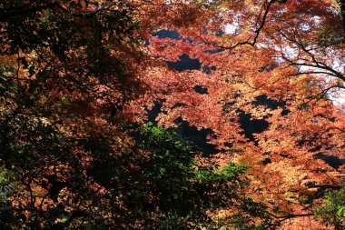 Minoh şelale Güz, Osaka, Japonya