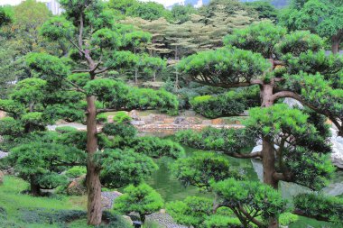 yaslanarak bonsai ağacı, chi lin rahibe manastırı, hong kong