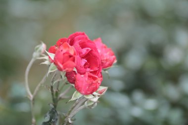 Çiçekler ilkbaharda çiçek açan