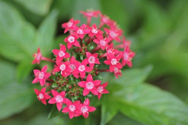 resmi bahçede çiçek yatak