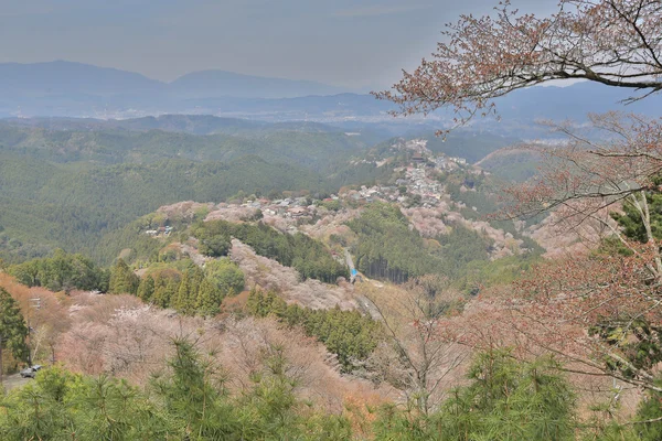 Yoshino cherry blossoms — Stock Photo, Image