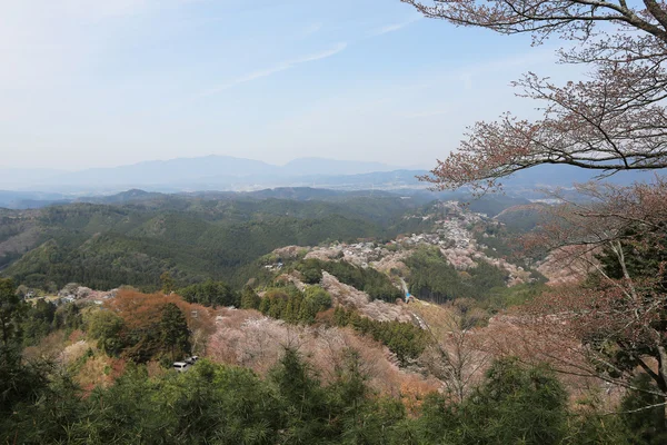 Yoshino cherry blossoms — Stock Photo, Image