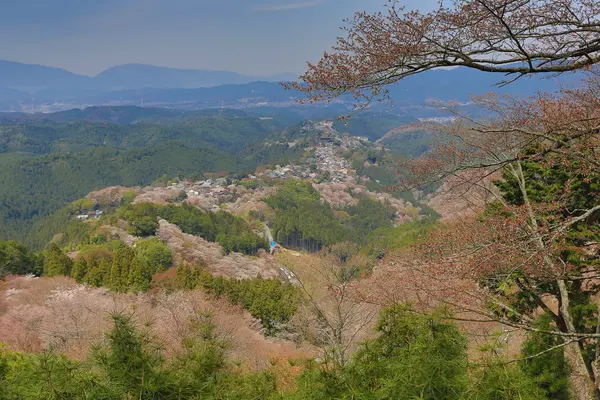 Yoshino cherry blossoms — Stock Photo, Image