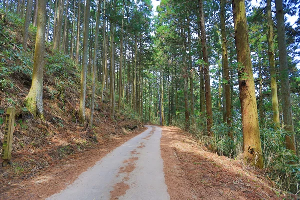 Taze yeşil ve yol — Stok fotoğraf