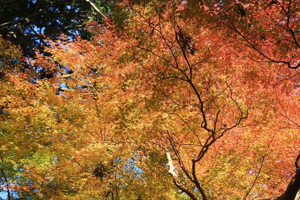 秋、大阪でカラフルなメープル リーフの背景 — ストック写真