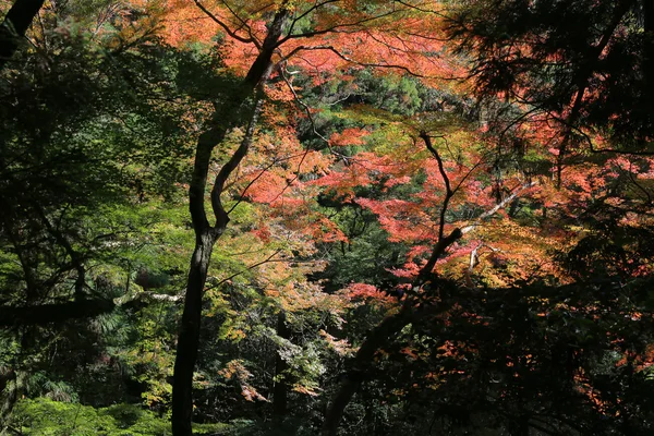Colorato sfondo foglia d'acero in autunno, Osaka Giappone — Foto Stock