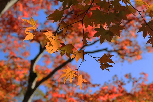 Minoh-Wasserfall im Herbst, osaka, japan — Stockfoto