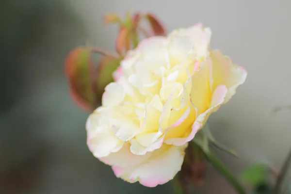 Квітка троянди навесні — стокове фото
