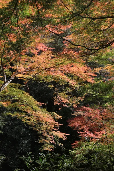 Цветной кленовый лист фона осенью, Осака Япония — стоковое фото