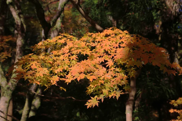 秋には、大阪府の箕面滝 — ストック写真