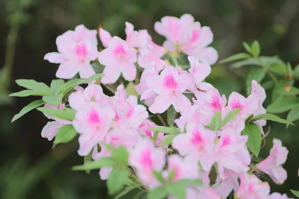 Rhododendron flor na primavera — Fotografia de Stock